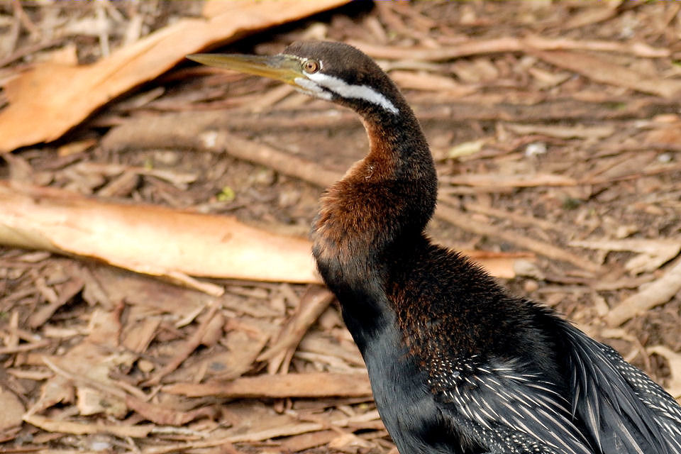 Australasian Darter (Anhinga novaehollandiae)